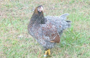 94270_chickensoctober11_074.jpg 94270_chickensoctober11_074.jpg