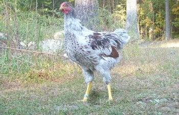 94270_chickensoctober11_079.jpg 94270_chickensoctober11_079.jpg