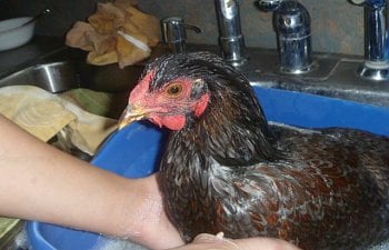 94270_chicken_bath_2011_056.jpg 94270_chicken_bath_2011_056.jpg