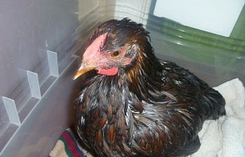 94270_chicken_bath_2011_068.jpg 94270_chicken_bath_2011_068.jpg
