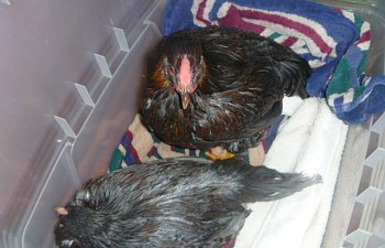 94270_chicken_bath_2011_075.jpg 94270_chicken_bath_2011_075.jpg