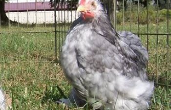 BlueCockerelMWP.jpg BlueCockerelMWP.jpg