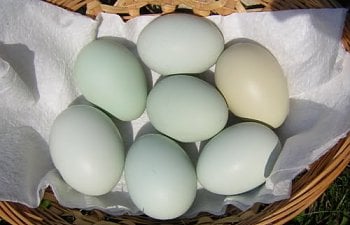 eggsinonebasket.jpg