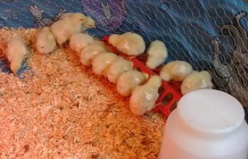 babychicks011.jpg