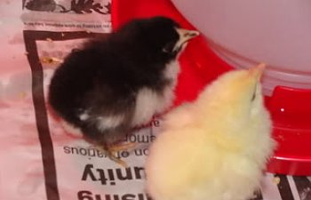 Chicks030.jpg