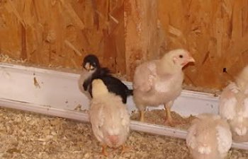 babychicks015.jpg babychicks015.jpg