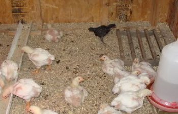 babychicks021.jpg babychicks021.jpg