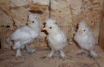 Sultan_3wks_Roo_Roo_Pullet.jpg Sultan_3wks_Roo_Roo_Pullet.jpg