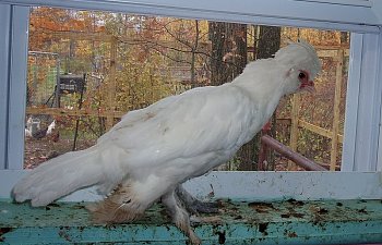 Sultan_Pullet_11wks_a.jpg Sultan_Pullet_11wks_a.jpg
