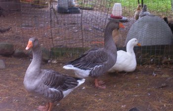 geese-duck.JPG geese-duck.JPG