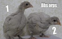 064E9D3A-84BD-4535-9390-0D037B5857A9.jpeg