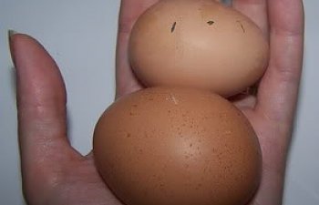 100_3520.jpg