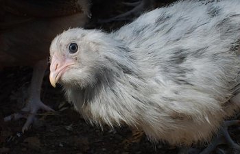 31282_furry_and_group_4-11-10_029.jpg 31282_furry_and_group_4-11-10_029.jpg