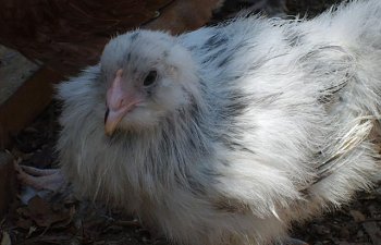 31282_furry_and_group_4-11-10_031.jpg 31282_furry_and_group_4-11-10_031.jpg