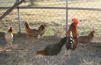 chickens023.jpg chickens023.jpg