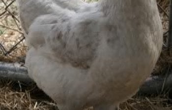 NewChick_1.jpg NewChick_1.jpg