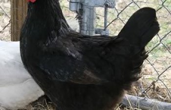 blackie.jpg blackie.jpg