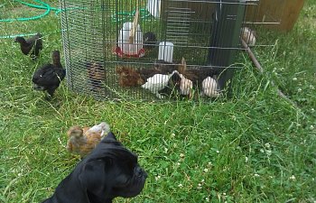 CoopChicks078-1.jpg
