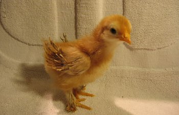 Frizzle2.jpg