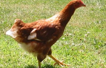 chickenpics023.jpg