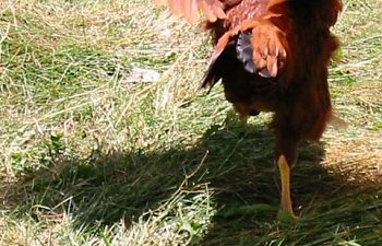 chickenpics025.jpg chickenpics025.jpg