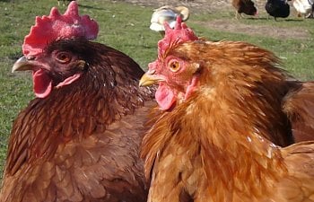 Chickens005.jpg