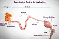 repro_tract_hen_labeled.jpg
