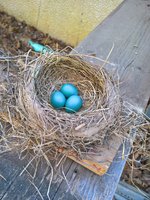 WP_20180430_17_58_50_Pro.jpg