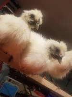 20180429_224021.jpg