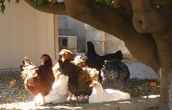 gardenchickens009.jpg