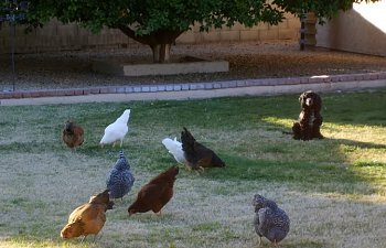 gardenchickens006.jpg