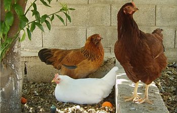 gardenchickens0111.jpg gardenchickens0111.jpg