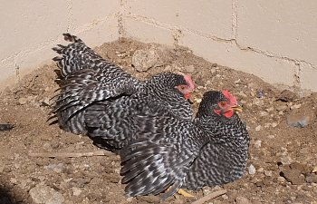 gardenchickens002.jpg