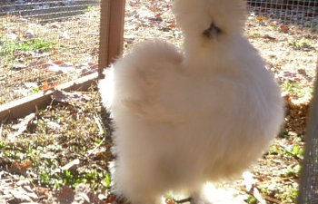 94270_silkies11_018.jpg 94270_silkies11_018.jpg