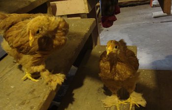 ChickPicks376.jpg ChickPicks376.jpg