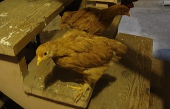 ChickPicks379.jpg ChickPicks379.jpg