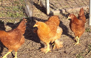 ChickPicks864-1.jpg ChickPicks864-1.jpg