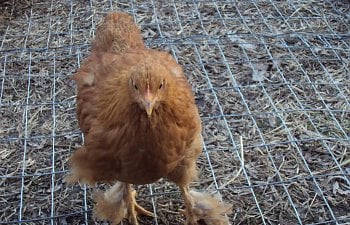 ChickPicks585.jpg ChickPicks585.jpg