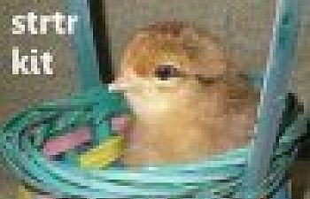 41863_crazee_chikn_ladee.jpg 41863_crazee_chikn_ladee.jpg