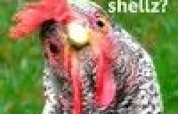 41863_no_shellz.jpg 41863_no_shellz.jpg