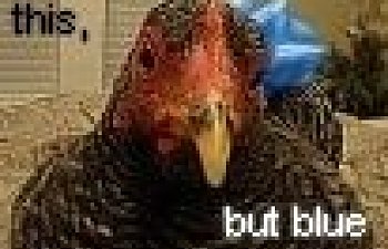41863_blue_not_my_color2.jpg 41863_blue_not_my_color2.jpg