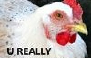 41863_stinkeye.jpg 41863_stinkeye.jpg