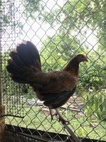 roundheadhen.jpg
