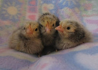 silver laced orps 1.jpg