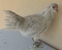 IMG_6943.JPG