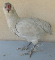 IMG_6945.JPG