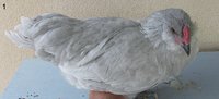 IMG_6984.JPG
