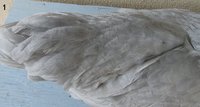 IMG_6985.JPG