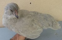 IMG_6990.JPG