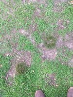 Bunchgrass b.jpg